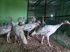 ব্রড ব্রেস্টেড হোয়াইট টার্কি