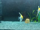 Breeding Angelfish Pair