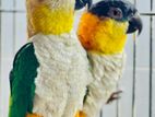 Breeding Black Headed Caique Parrot Pair