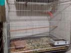 Breeding cocaktil love bird big Cage and box new