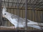 Breeding Cockatiel Male