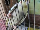 Breeding cocktail male