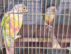 Breeding Conure Pair