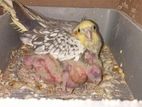 Breeding Female Cockatiel