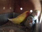 Breeding love bird with baby and 1 single female