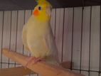 Breeding Male Cockatiel