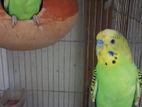 Breeding pair budgerigar