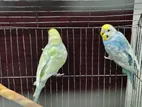 Breeding pair budgies with babies