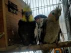 breeding pair cockatiel bird