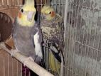 Breeding Pair Cockatiel Bird