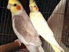 Breeding pair Cockatiel (Lutino Parle red eye × Fawn YF)
