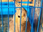 Breeding Pair Cockatiel with Eggs