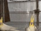 Breeding Pair Cocktail
