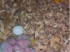 Breeding pair conure bird