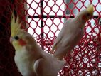 Breeding Pair