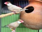 Breeding pair Java Finch