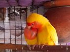 Breeding Pair Love Bird (DNA Done)