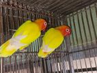 Breeding pair love bird