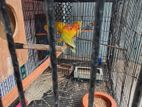 Breeding Pair Love Bird for Sale