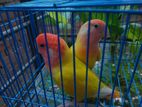 Breeding Pair Pineapple Conure