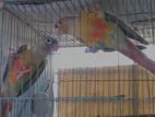 Breeding pair Pineapple Conure