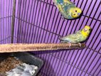 breeding pair with 4 baby sell