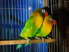 Breeding Pair Yellow Collared Love Bird