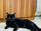 British cat