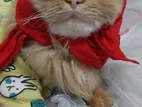 British Doll Face Triple Coat Long Hair Persian