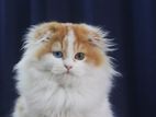 British Long Hair Fold Cat Kitten