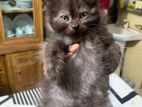 British long hair cat