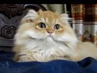 British longhair Cat kitten