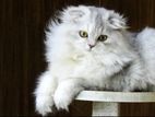 British longhair Cat kitten