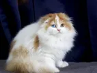 British Longhair Cat Kitten