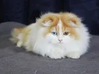 British Longhair Cat Kitten