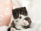 British Longhair [persian Mix]