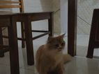 British Persian cat for sale (female)