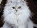 British Scottish fold Longhair Cat Kitten