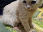 PET FOR SALE