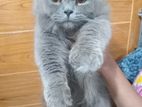 British Short Hair Mix Male
