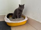 British Shorthair Adult Female