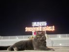 British Shorthair Bloodline Cat