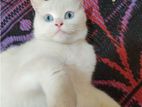 British Shorthair Blue Eyes Female