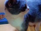 British Shorthair Cat/ব্রিটিশ শর্ট হেয়ার ক্যাট