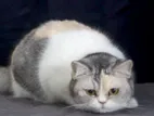 British Shorthair Cat Kitten
