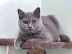 British Shorthair Female Cat