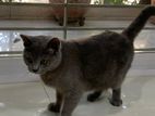 British Shorthair Female