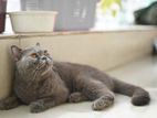 British shorthair Female (Imported) Thailand