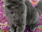 British Shorthair Kitten Female/male Both Available