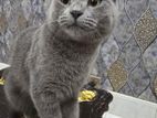 British shorthair kitten female/male both available